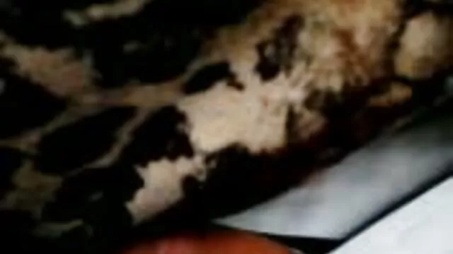 Porno gratuit sans inscription  Commencé et porno free francais coordonné